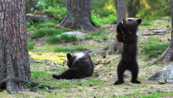 Trafia w lesie na trzy, małe tańczące niedźwiadki. Sam nie wierzy własnym oczom