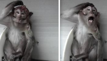 Przerażające eksperymenty na odsłoniętych mózgach małp. Sam widok sprawia ból