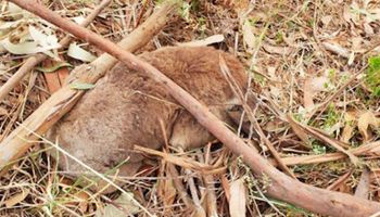 Zabili setki koali i patrzyli, jak umierają w męczarniach. Okrutne znalezisko w Australii