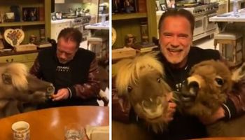 Arnold Schwarzenegger, osiołek i kucyk apelują o pozostanie w domu