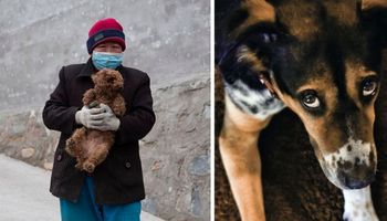 Chińscy urzędnicy oferują nagrody pieniężne za ubój bezpańskich psów w związku z koronawirusem