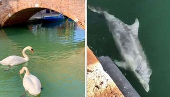 Łabędzie i delfiny wracają do włoskich wód. Niespodziewany efekt kwarantanny