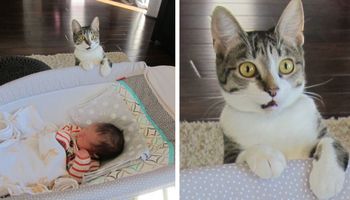 Nietypowa reakcja kota na narodziny dziecka rozbawiła ludzi z całego świata