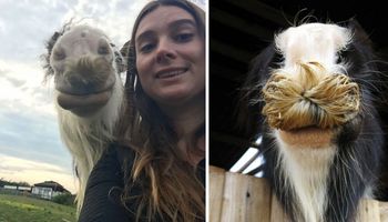 Konie z wąsami robią prawdziwą furorę w sieci