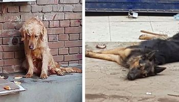 Setki psów i kotów porzucone na ulicach. Wszystko przez koronawirusa
