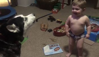 Husky nauczył dwulatka mowić! Rodzice chłopca płaczą ze śmiechu, gdy słyszą synka