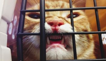 17 kotów, które zostały zdradzone przez swoich opiekunów