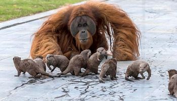 Zdjęcia z belgijskiego zoo obiegły Internet. Niezwykła relacja orangutanów z wydrami