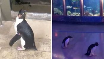 Im koronawirus nie straszny! Wesołe pingwiny zwiedzają zamknięte zoo