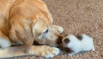 12-letni labrador spotyka dwudniowe kocię. Jego reakcji przygląda się właścicielka