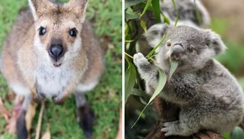 19 zdjęć australijskich zwierząt, dzięki którym zmienisz zdanie o tym kraju