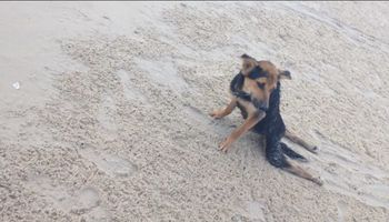 Znalazła psa ciągnącego swoje tylne łapki po piasku. „Umarłby w przeciągu miesiąca”
