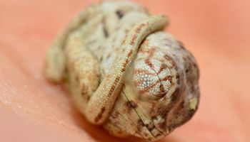 Niesamowite zdjęcia pokazujące, jak wygląda mały kameleon siedząc w swoim jaju