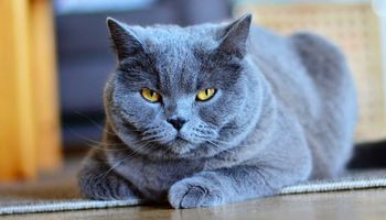 Kot kartuski (Chartreux) – wszystko co warto wiedzieć o rasie