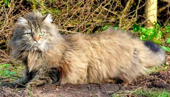 Kot norweski leśny – wszystko co warto wiedzieć o rasie