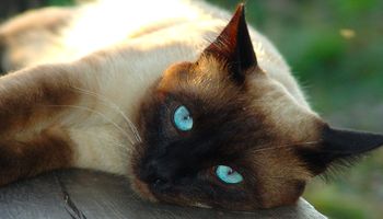 Kot syjamski – jedna z najstarszych ras kotów