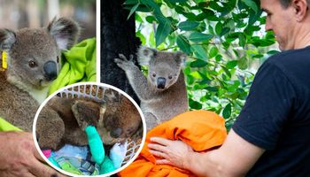 Dobra wiadomość w smutnych czasach: Pierwsze koale wychodzą ze szpitala i wracają na wolność