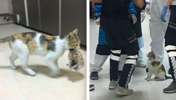 Do szpitala weszła kotka z dzieckiem w pyszczku. Natychmiastowa reakcja personelu