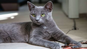Korat – jedna z najstarszych ras kotów na świecie