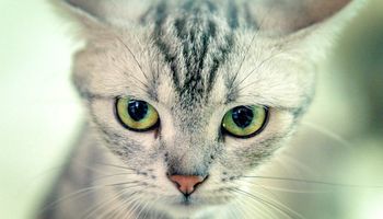 Kot amerykański krótkowłosy – wszystko co warto wiedzieć o rasie