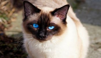 Kot balijski – rasa, która powstała przez przypadek
