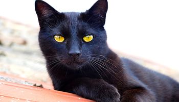 Kot bombajski – wszystko co warto wiedzieć o rasie