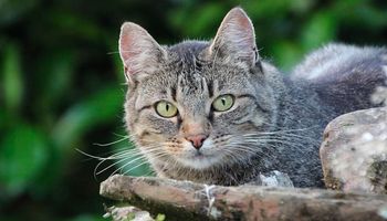 Kot europejski krótkowłosy (kot celtycki) – wszystko co warto wiedzieć o rasie