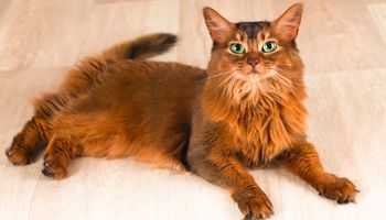 Kot somalijski (fox cat) – wszystko o warto wiedzieć o rasie