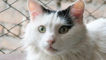 Kot turecki van – wszystko co warto wiedzieć o rasie