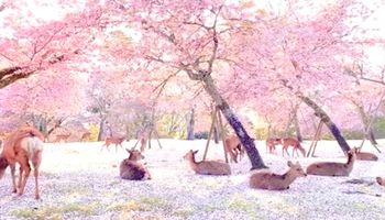 Dzikie zwierzęta podziwiają kwiaty wiśni w pustym parku w Japonii. Co za widok!