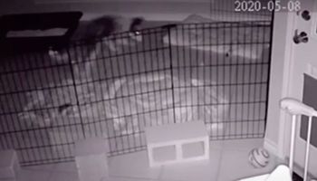 Domowa kamera zarejestrowała w nocy dziwne zachowanie psa. „Wyraźnie się w coś wpatrywał”