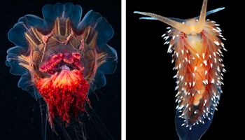 30 niesamowitych podwodnych stworzeń, które wyglądają jak z filmów science-fiction