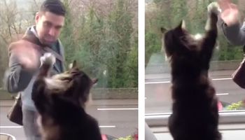 Nikt nie chciał uwierzyć, co wyczynia jego kot w oknie. Tym filmikiem zamknął wszystkim buzie