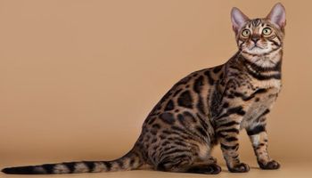 Kalifornijski spangled – kot, który powstał, aby zniechęcić do noszenia naturalnych futer
