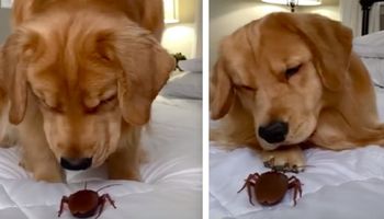 Spotkanie psa i gigantycznego karalucha. Wideo z reakcją czworonoga ma już ponad 4 mln odsłon