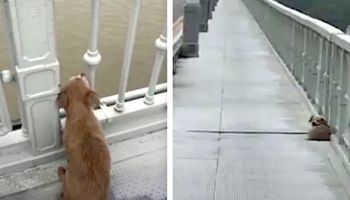 Pies obserwuje, jak jego pan popełnia samobójstwo. Nie chce opuścić mostu, gdzie się zabił