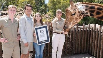 Mamy rekordzistkę! Największa żyrafa wpisana do Księgi Rekordów Guinnessa