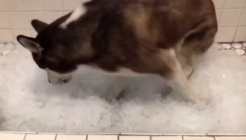 Husky w wannie pełnej lodu