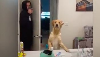 Pies wpada do łazienki i zamiera patrząc w wielkie łazienkowe lustro