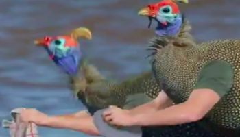Gdyby ptaki miały ręce – czyli animacja, która sprawia, że ludzie płaczą ze śmiechu