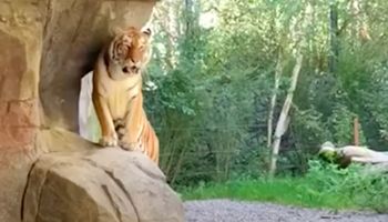 Istny horror w zoo. Tygrysica zaatakowała kobietę na oczach odwiedzających