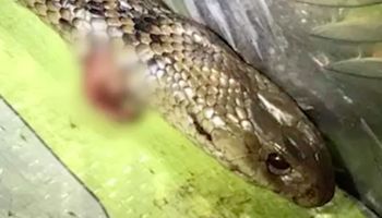 Mężczyzna został zaatakowany przez śmiertelnie jadowitego węża podczas jazdy samochodem