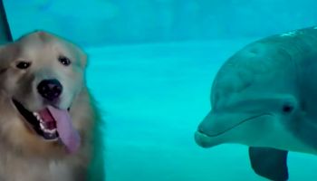 Słynny golden retriever spędził dzień z delfinami w akwarium. Wideo podbija sieć