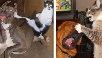 23 zdjęcia, które pokazują jak naprawdę wygląda życie psa z kotem