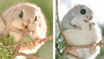 Latające wiewiórki to prawdopodobnie najsłodsze zwierzęta na Ziemi. Mamy zdjęcia