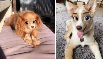 Nowy filtr ze Snapchata zamienia psy w gwiazdy Disneya. Oto 30 najlepszych efektów