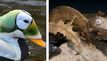 29 zwierząt, które natura stworzyła w pośpiechu. Wyglądają, jakby były niedokończone