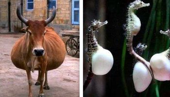 23 zdjęcia, które pokazują, jak wyglądają różne zwierzęta w ciąży