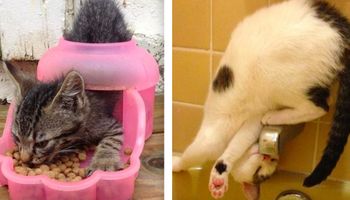 20 zabawnych zdjęć, które udowadniają, że logiki kota nie da się wytłumaczyć na ludzki rozum