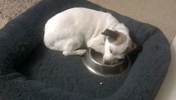Uratowany pies co noc zasypia wtulony w swoją własną miskę